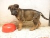 BERGER ALLEMAND CHIOTS 