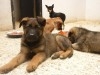 BERGER ALLEMAND CHIOTS 
