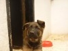 BERGER ALLEMAND CHIOTS 