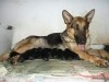 BERGER ALLEMAND FEMELLE ADULTE