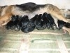BERGER ALLEMAND FEMELLE ADULTE