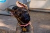 BERGER ALLEMAND MALE 