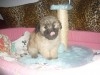 BICHION HAVANAIS CHIOT FEMELLE 