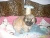 BICHION HAVANAIS CHIOT FEMELLE 