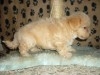 BICHON HAVANAIS CREME CHIOT