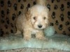 BICHON HAVANAIS CREME CHIOT