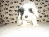 BICHON HAVANAIS TUNISIE 