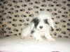 BICHON HAVANAIS TUNISIE 