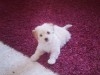 Bichon Maltais à vendre