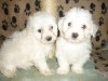 BICHON MALTAIS CHIOT 