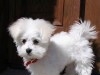 Bichon maltais  disponible a  bon prix