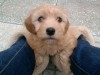 Bichon Toy à vendre 