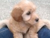 Bichon Toy à vendre 