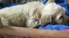 Bichon Toy à vendre 
