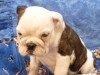 bouledogue anglais chiot femelle