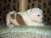 BOULEDOGUE ANGLAIS CHOIT 