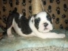 BOULEDOGUE ANGLAIS CHOIT 
