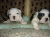 BOULEDOGUE ANGLAIS CHOIT 