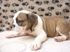 BOULEDOGUE ANGLAIS TUNISIE