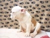 BOULEDOGUE ANGLAIS TUNISIE