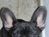BOULEDOGUE FRANCAIS