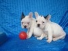 bouledogue français chiots 