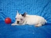 bouledogue français chiots 