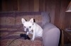 BOULEDOGUE FRANCAIS FEMELLE 