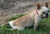 BOULEDOGUE FRANCAIS FEMELLE 