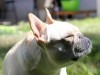 BOULEDOGUE FRANCAIS FEMELLE 