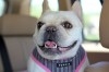BOULEDOGUE FRANCAIS FEMELLE 