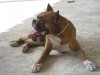 BOXER CHIOTS 