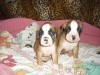 BOXER CHIOTS 