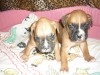 BOXER CHIOTS 