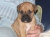 boxer de race pure 