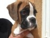 BOXER GEANT MAL E