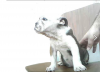 bulldog anglais femelle