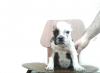 bulldog anglais femelle
