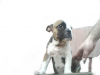 bulldog anglais femelle