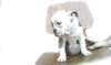 bulldog anglais femelle