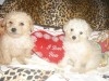 CANICHE DE POCHE MINIATURE CHIOTS 