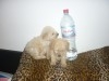 CANICHE DE POCHE MINIATURE CHIOTS 