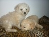 CANICHE DE POCHE MINIATURE CHIOTS 