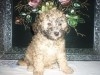 CANICHE MINIATURE FEMELLE 