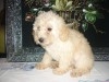 CANICHE MINIATURE FEMELLE 
