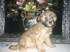 CANICHE MINIATURE FEMELLE 