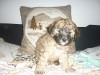 CANICHE MINIATURE FEMELLE