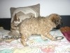 CANICHE MINIATURE FEMELLE