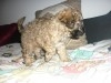 CANICHE MINIATURE FEMELLE