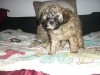 CANICHE MINIATURE FEMELLE